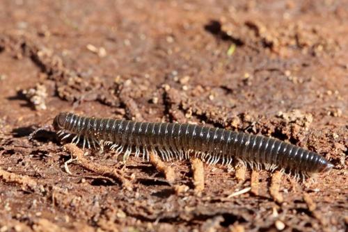 Réf. 279 105 : Tachypodoiulus niger